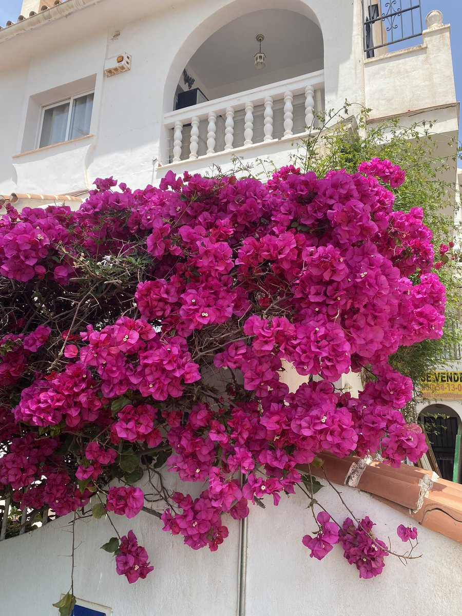 estherroddav's tweet photo. Saludos uit mijn heerlijke Spanje 🇪🇸 

#Estherwatgajedoennn #DeVraag https://t.co/jrkHm4gNSx