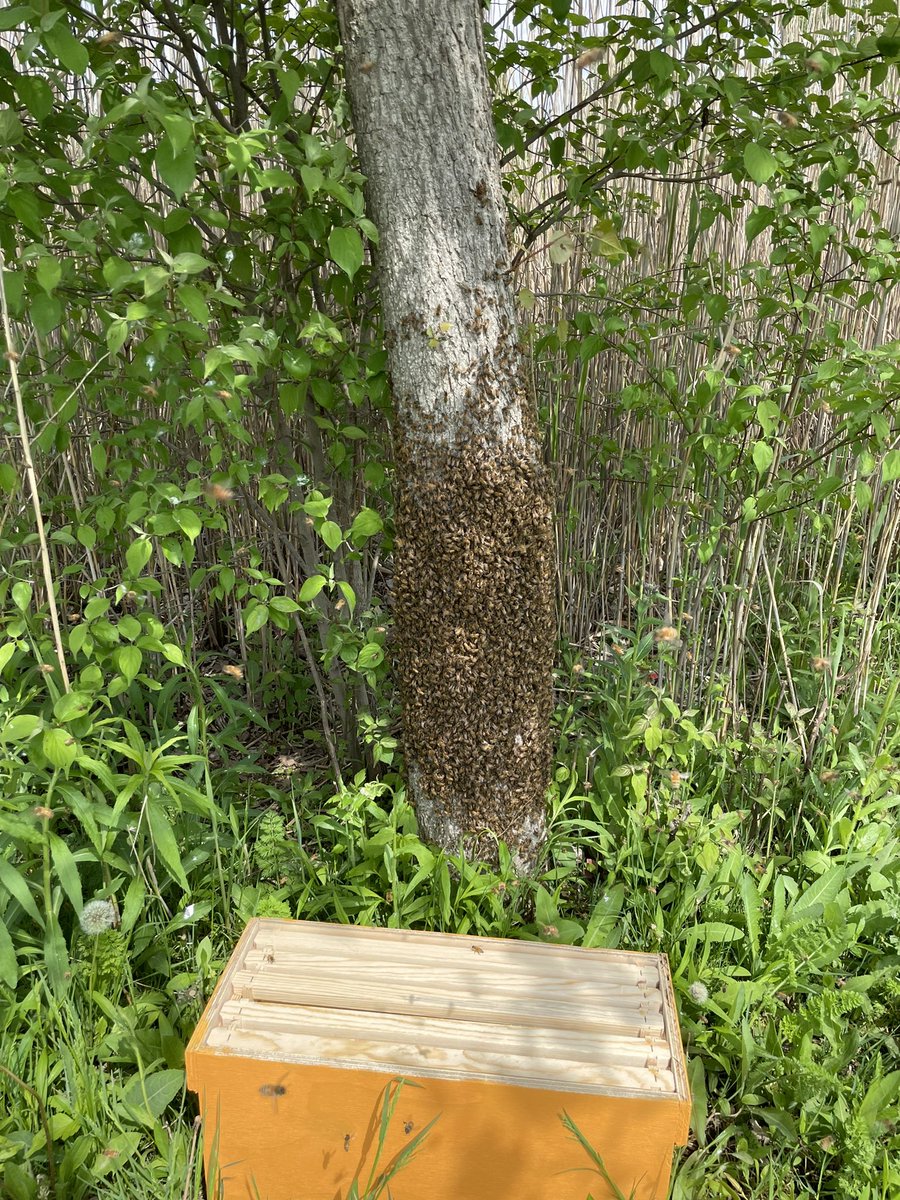 kyotemoe's tweet photo. Swarm season! #Beekeeping https://t.co/3linQzzXuV
