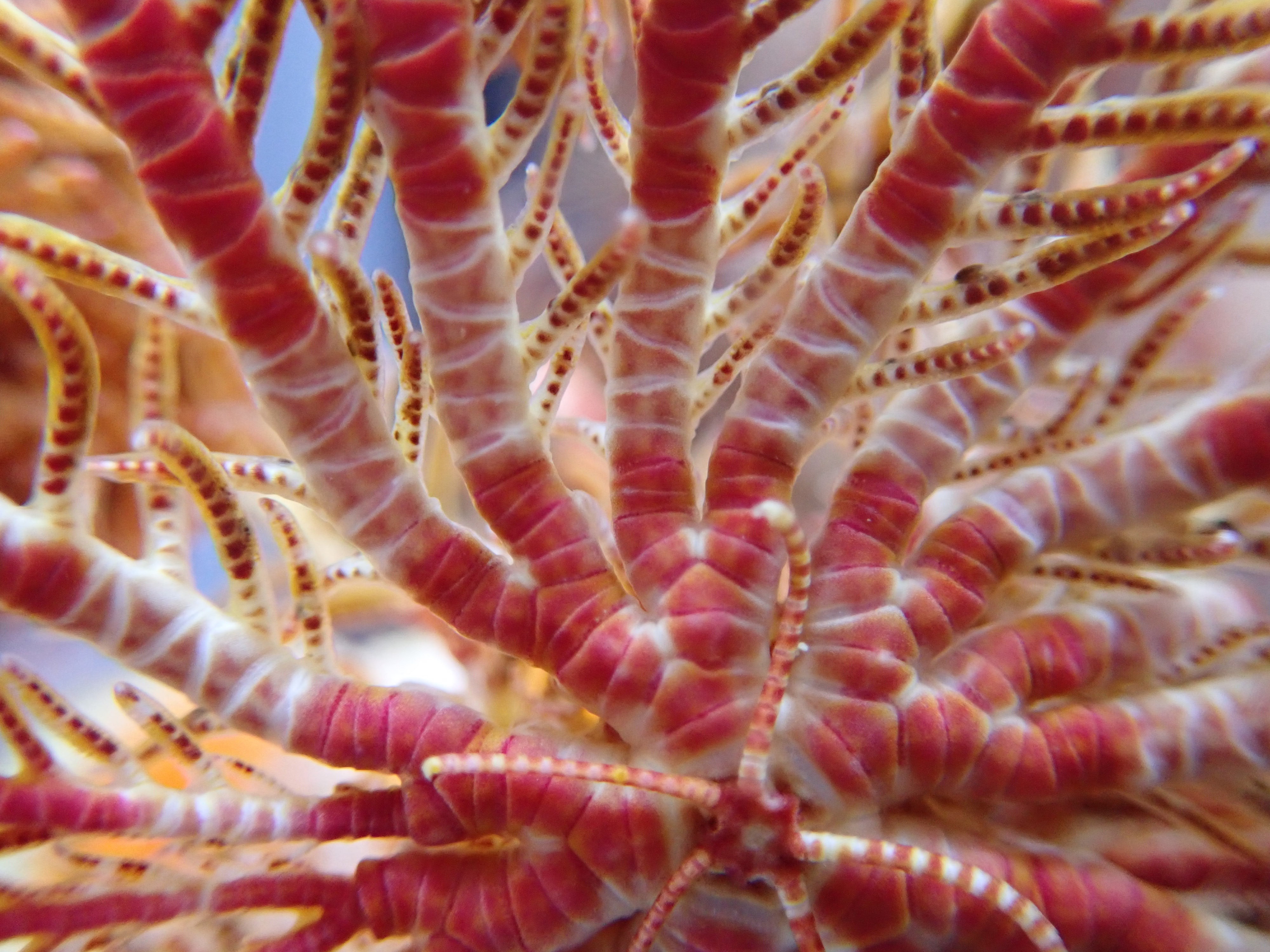 Christopher Mah Wow Transl This Is Clarkcomanthus Exilis Rowe Hoggett Birtles Amp Vail 1986 From Misaki Which Is Currently Being Bred Comatulida With Few Curls And Beautiful Colors Echinoday Twitter