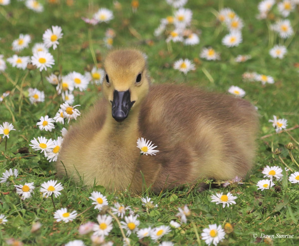 Canada gosling, resting in the May sunshine.
21.05.22, Bedford, UK
#ThePhotoHour #Canadagosling #gosling