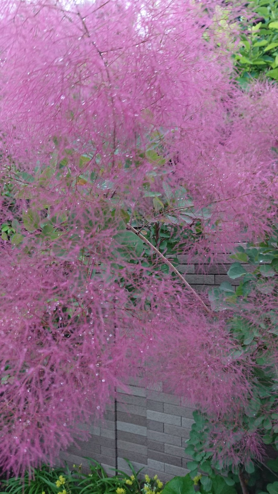 Taka スモークツリー スモークツリー なんか名前がそのものって感じ あげくに花言葉は 煙に巻くって 笑える T Co Usdphm7qw3 Twitter