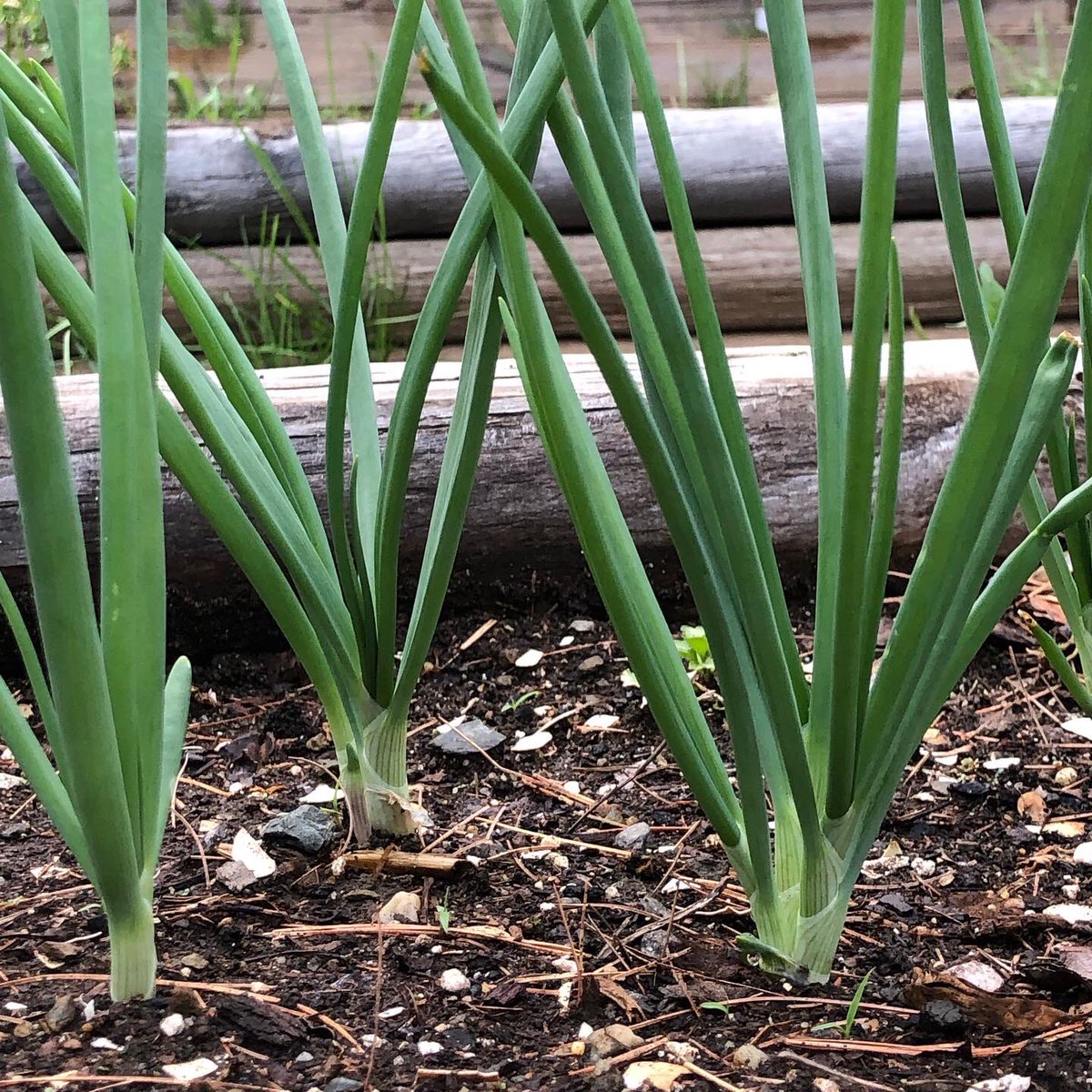 chbamey 🌱 tweet media