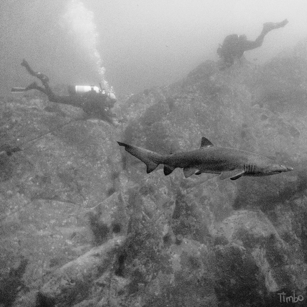 I captured this photo while I was in the gutter… the shark gutter. #scuba #shark #oceans