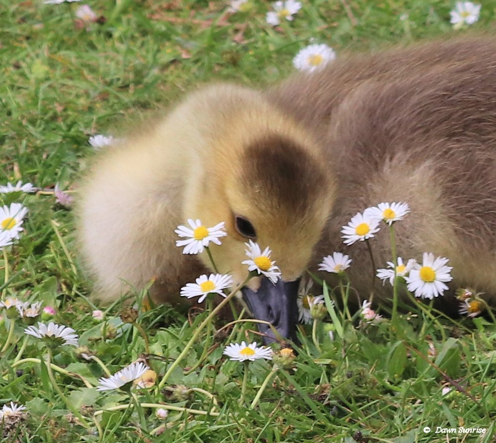 Head in the daisies, lol
#CanadaGosling #ThePhotoHour