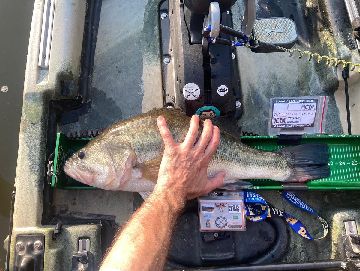 miacalva's tweet image. It was a very tough bite on a hot day in the #CCKF tournament on Jordan Lake, but I managed to finish 15th out of 50. This giant 23” on my #ketchboard hammered a Rebel P-60 Pop-R. It was my anchor fish &amp;amp; won big bass, so I cashed a check, too!
#ketchfishingteam #jacksonbitefd