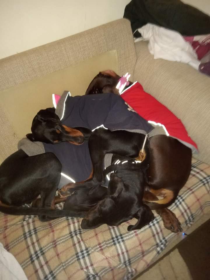 Doberjenga