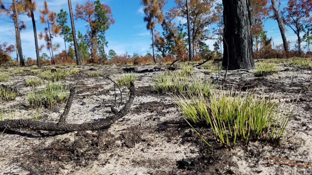 BA_Crawford's tweet photo. @J_Puerini Beautiful longleaf pine and wiregrass systems in the southeastern US. https://t.co/o4LUGzi6vO