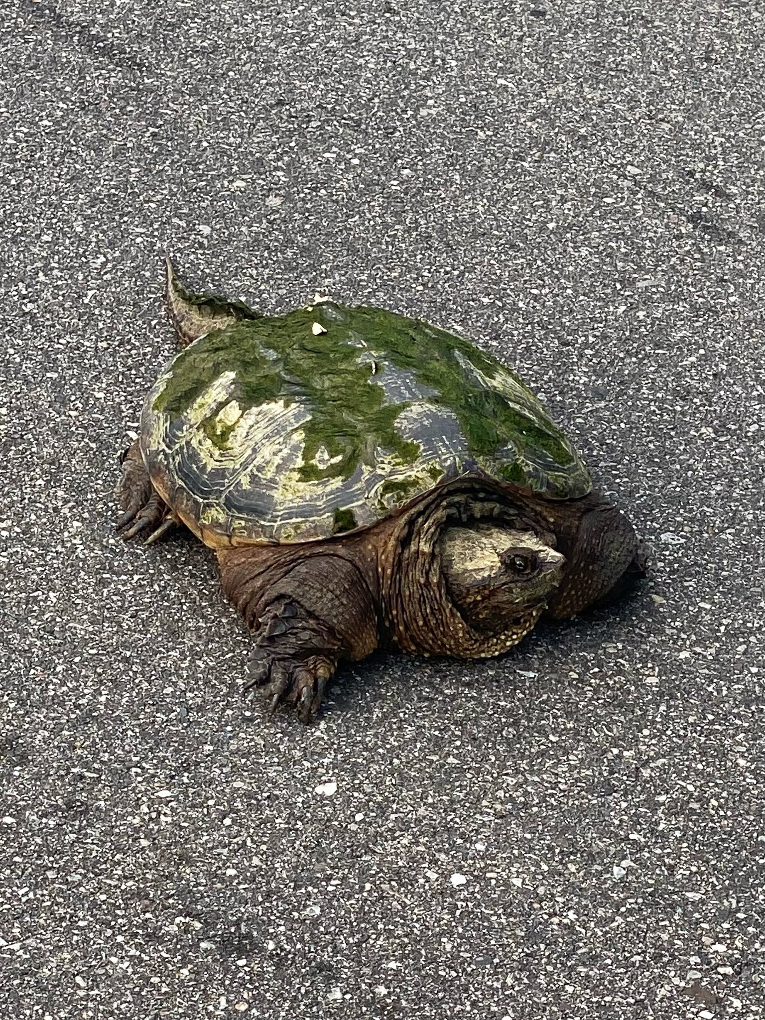Jon Stewart Mitch Mcconnell Turtle š¢Mitch McConnell Turtleš¢Swamp Minority Leader š¢ on Twitter: "Snapping