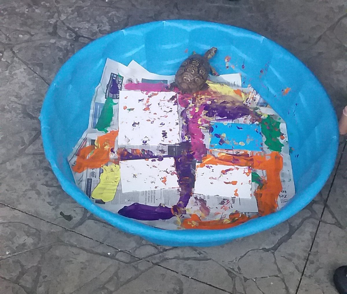 TurtleRescueNES's tweet photo. We're at the @AkronZoo and there is literally #TurtlePaint going on here! https://t.co/XaKMgRBkA7