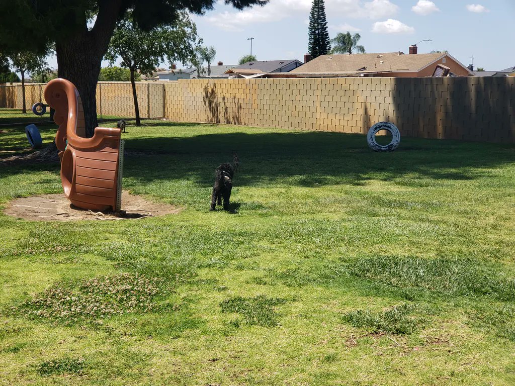 Tiny Bruno and Oreo trying to get in the shade 
#EileensPetShop #doggydog #tigerdog #brindlechihuahua #cockerpug