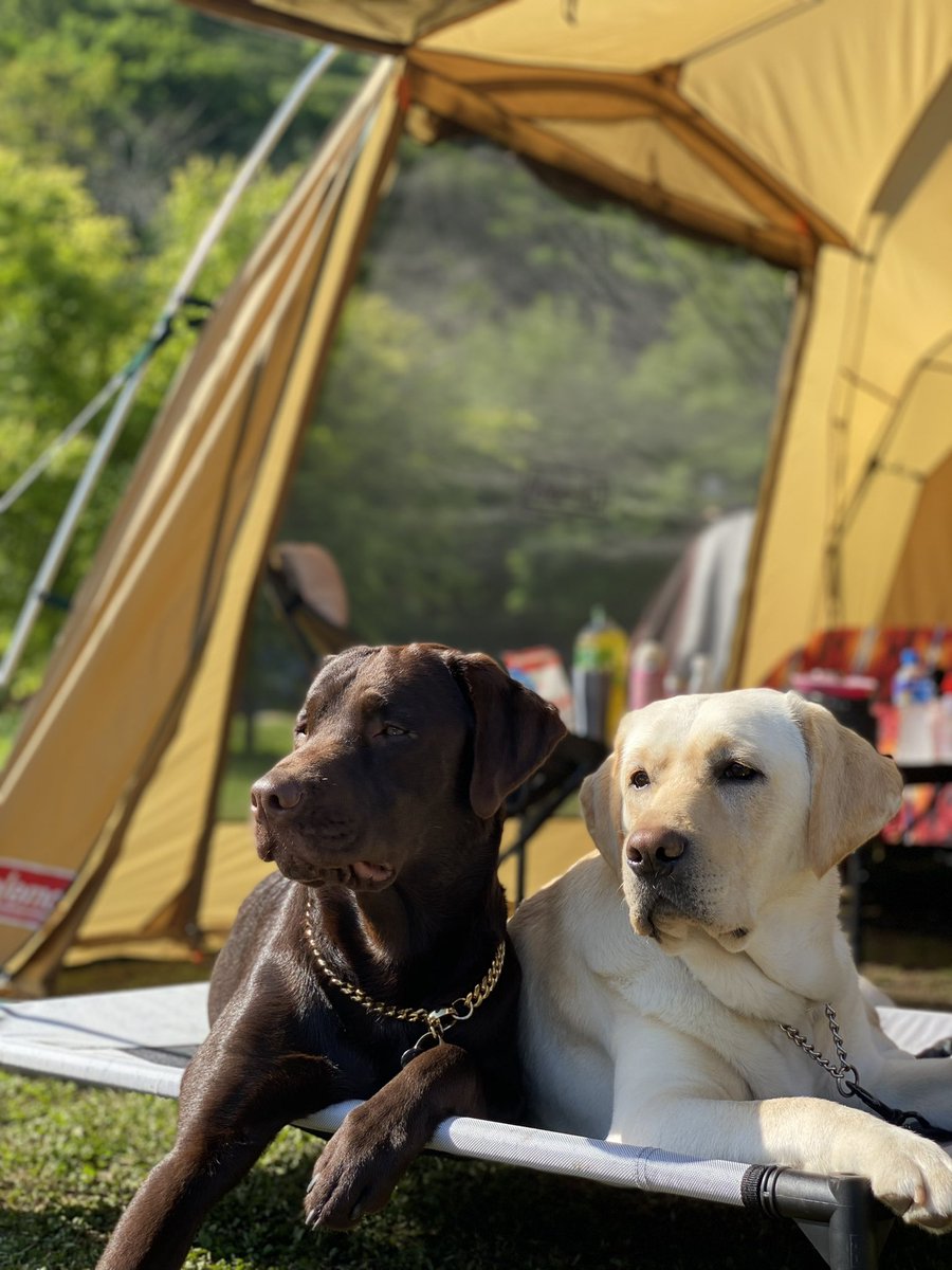 イズ&ワズ@ラブラドール (@mizukin24530713) / Posts / X