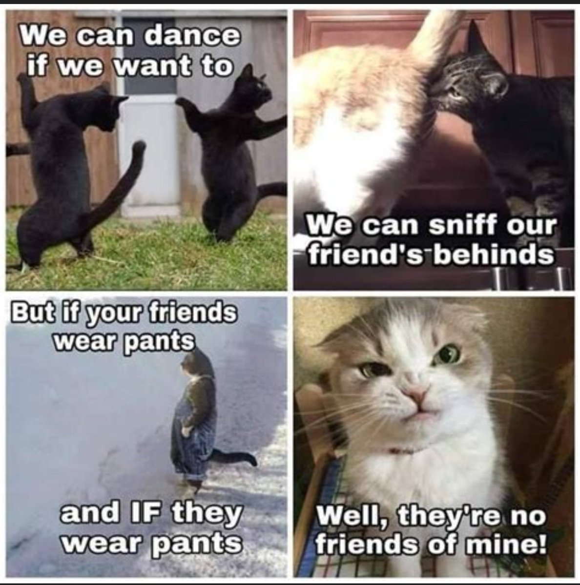 moxxiecat's tweet photo. #Excellent
#CatFancy
#monkeypox
#Caturday
#cats
#CatsOfTwitter
๐ป๐ป๐ป
I โค๏ธโ๐ฅโค๏ธโ๐ฅโค๏ธโ๐ฅ https://t.co/tcSuddrK7p