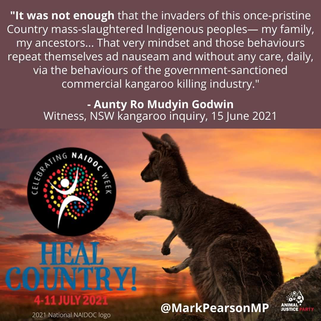 animaljusticeAU's tweet photo. Starting TOMORROW
The 'conservation cull'
Or more accurately slaughter of individuals & destruction of relationships & families.
#STOPKILLINGKANGAROOS
#Kangaroocull
SIGNED OFF BY
@Greens
@RebeccaVassarot
UNSCIENTIFIC, UNNECESSARY, INHUMANE!
#auspol
@VicKangaroos
@AnimalLibORG https://t.co/lGH2SXI3DS