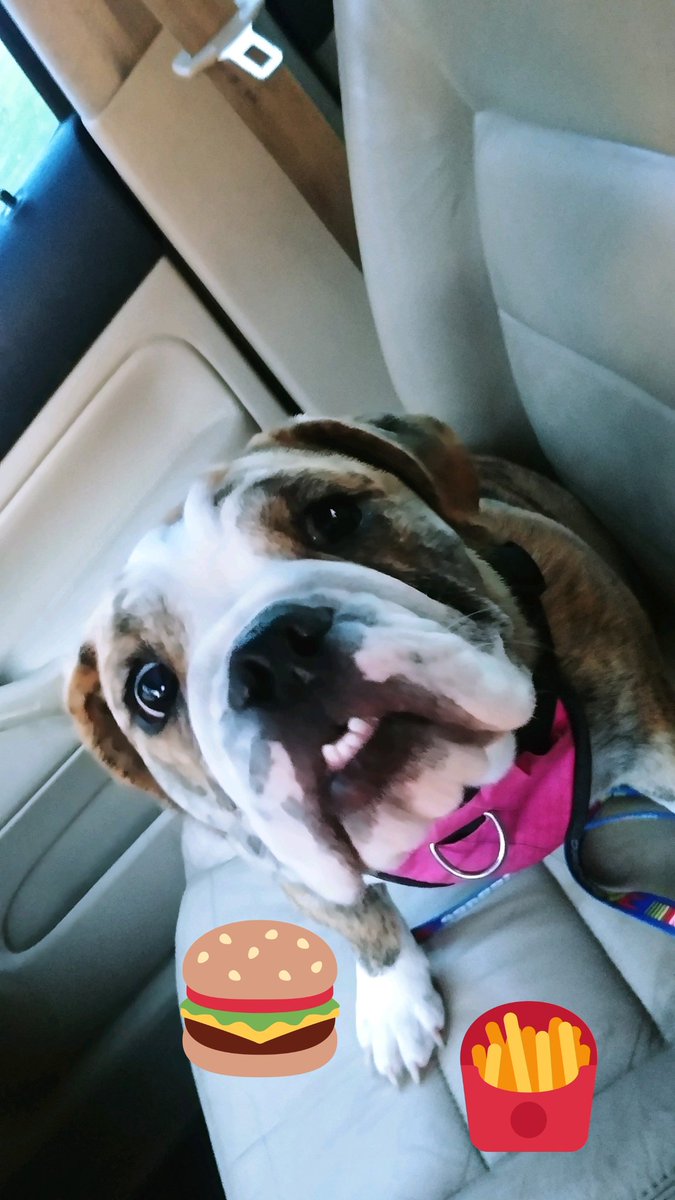 deniselynne1966's tweet photo. Going to McDonald's with Daddy while momma is making kibble funds lol Have a beautiful eve, lovelies. 
A face only a momma can love...and I do!! #PiperGrace 💌🌸🌿🤍 https://t.co/9syvwmea2j