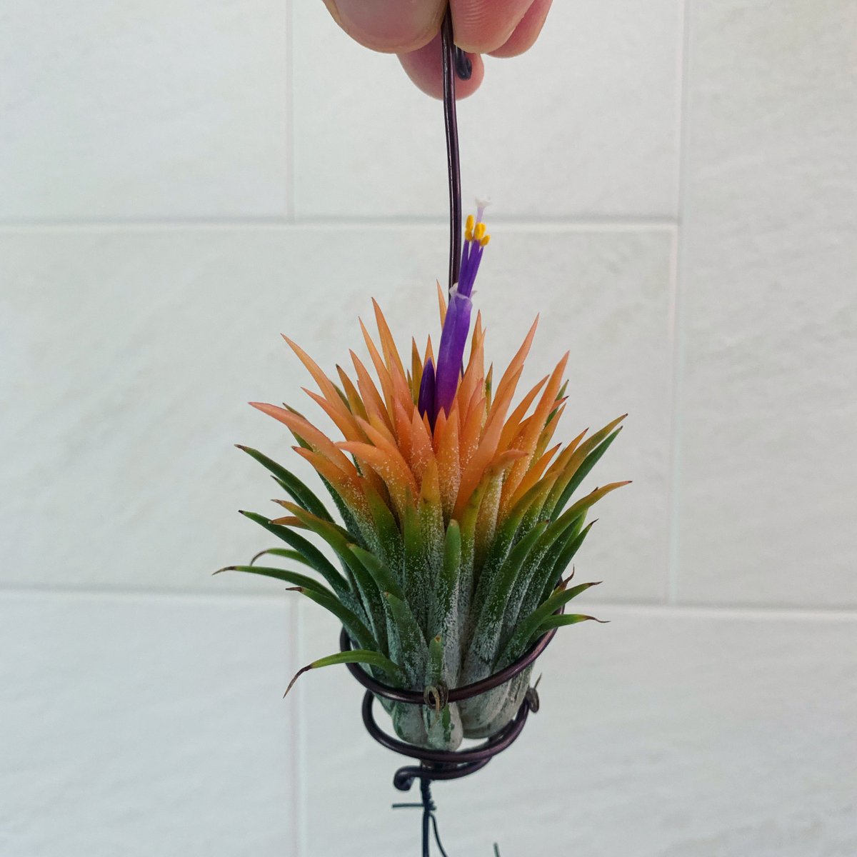 チランジア イオナンタ ピーチ Tillandsia ionantha 'Peach' From