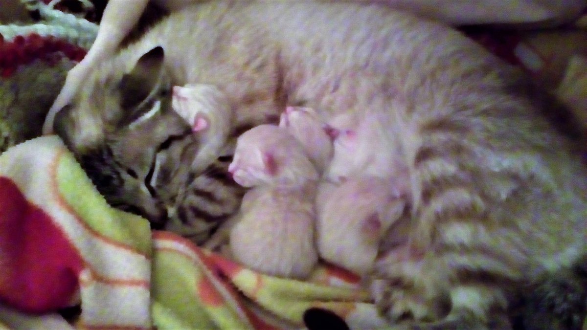 HaldirB's tweet photo. Hi everyone, i just roll my first collection of NFTs in @opensea . This to who loves cats. I hope you like!

https://t.co/rOZ5y59yGK https://t.co/s6tlVaDG8R