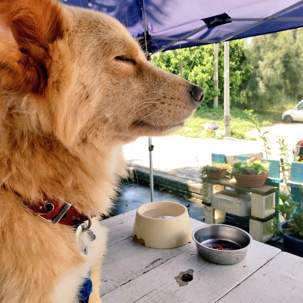 これは飼い主にケツを揉まれている犬 もはや悟りの境地 尻尾周辺のマッサージ好きみたいですよね Togetter