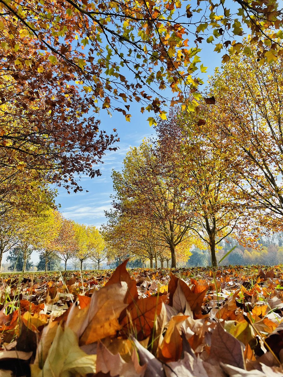 jacq_991's tweet photo. Mi estación favorita 🍂🍁🍁 https://t.co/EdPVADbPxN