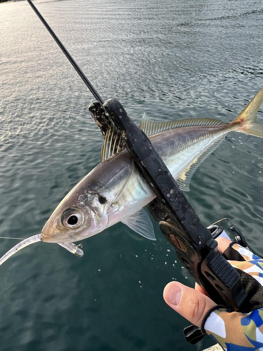 NOVZONE's tweet image. 4ヶ月しないくらい前に、釣り場で拾ったご縁で繋がり、託されたteru'sworksさんとこのプロトカラーのワーム、プリズムベイト「パンダ🐼」‼️
ワタシはそもライトソルトではホワイト推奨派、それに黒のラメが入ってるならイメージだけで釣れてるんだけど（笑）

結果はこのとおり🤤