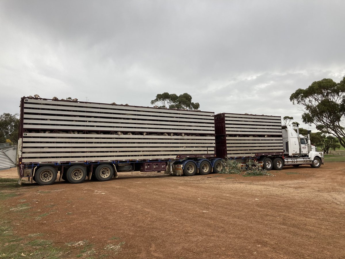 First line of 10-11 month old wethers out off the feedlot average 28.4kgs carcass weight #pellets #genetics <a href="/barfeedspellets/">Barfeeds Stock Pellets</a>