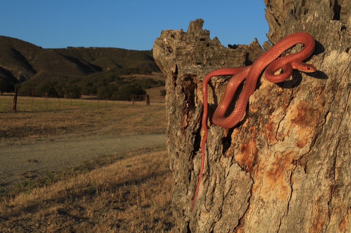 An absolutely unreal San Joaquin Coachwhip near Pinnacles National Park 🔥 📷 @ that_gay_reptile_guy on Instagram