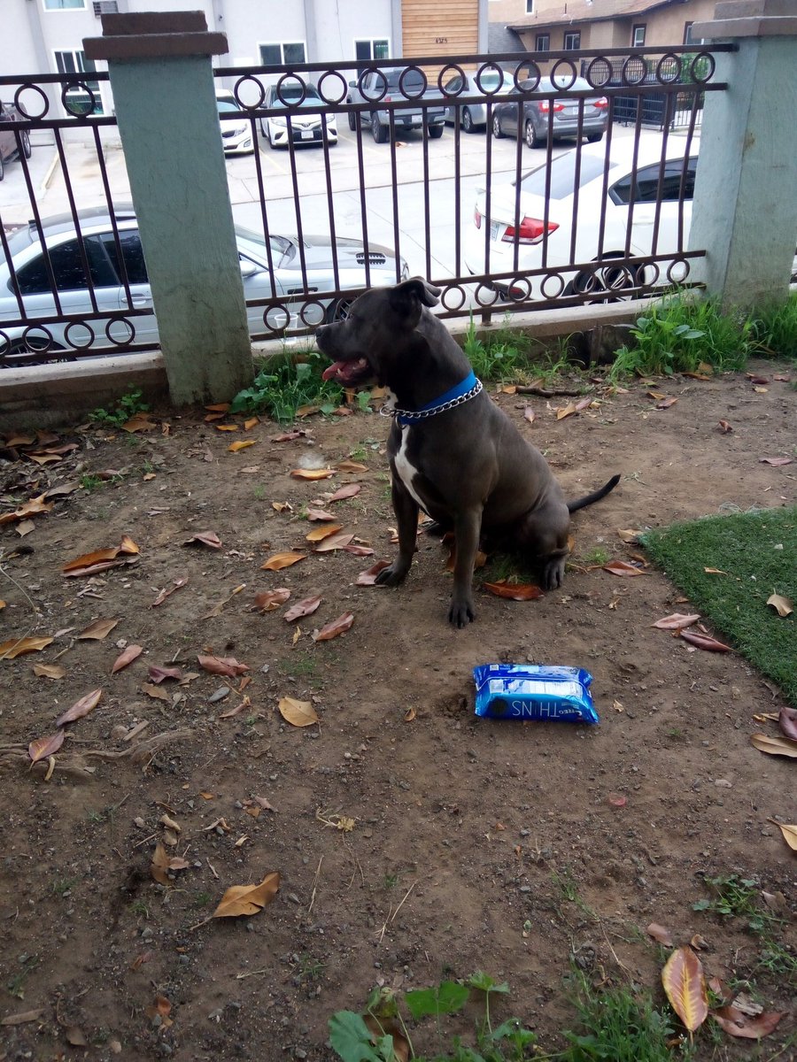 Mimsssy_Coming's tweet photo. I put out the fire and headed west back to our establishment. We committed along the walk. He said the duck just wanted some pictures. #TrueStory here's my dog https://t.co/dVqGjXRcWs