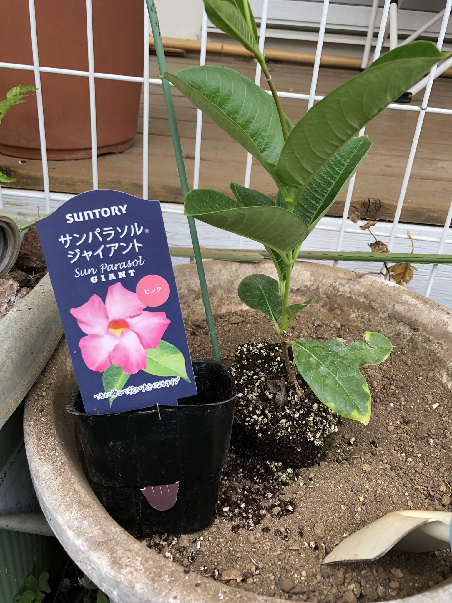 ウミの子 おはようございます サンパラソル ジャイアント 植えました サンパラソルジャイアント おウチでhawaii T Co W1pgqwy6cn T Co Bvi0mwkbkt Twitter ウミの子 おはようございます サンパラソル ジャイアント 植えました サンパラソルジャイアント おウチでhawaii T Co W1pgqwy6cn T Co Bvi0mwkbkt Twitter