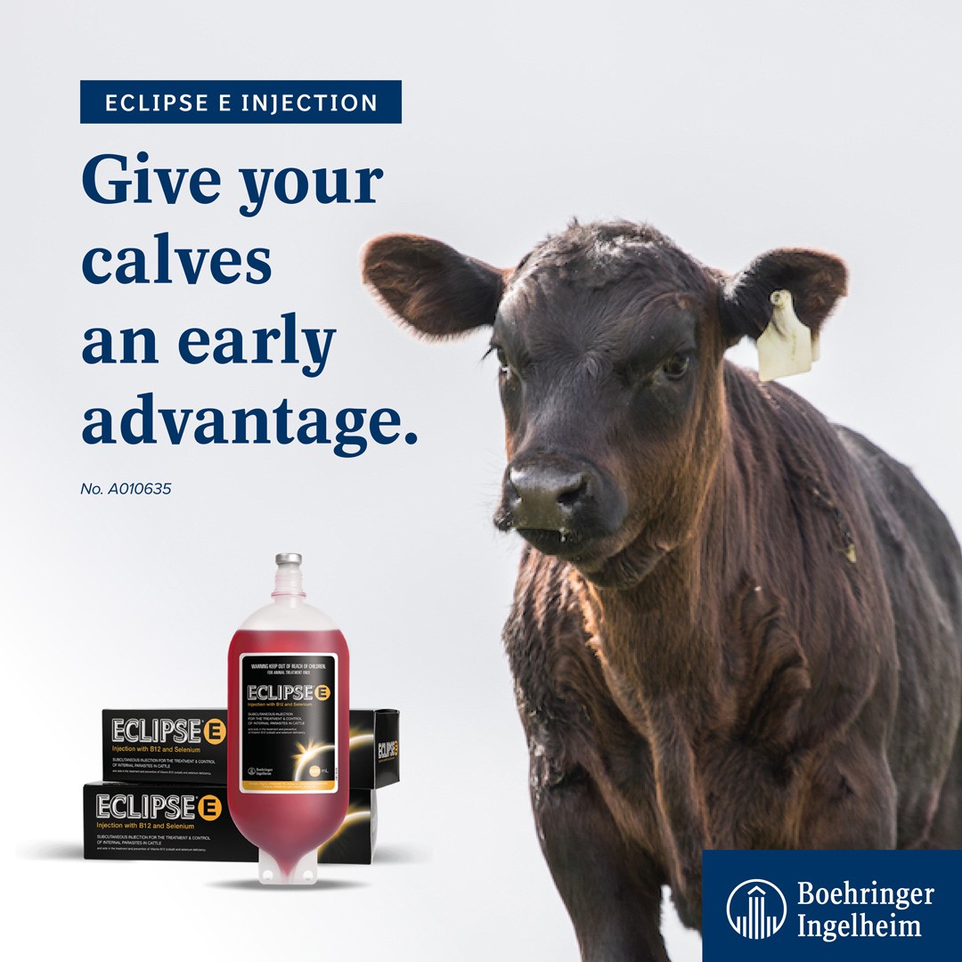 b12 injections for cows Cobalex 2000 B12 Injection