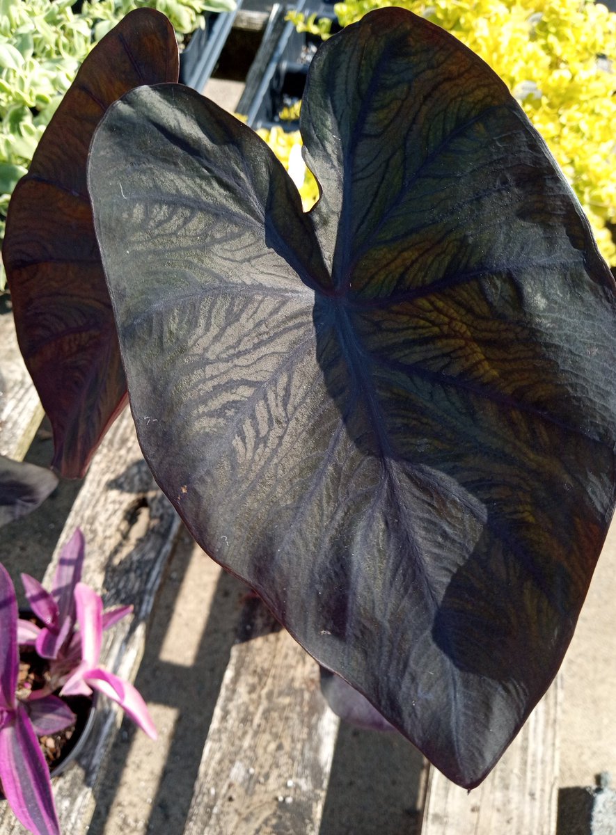 lovable_ish's tweet photo. Colocasia Diamond Head
#plantmagic #planttwitter #plantmom #baebe https://t.co/fEiegNHpDh