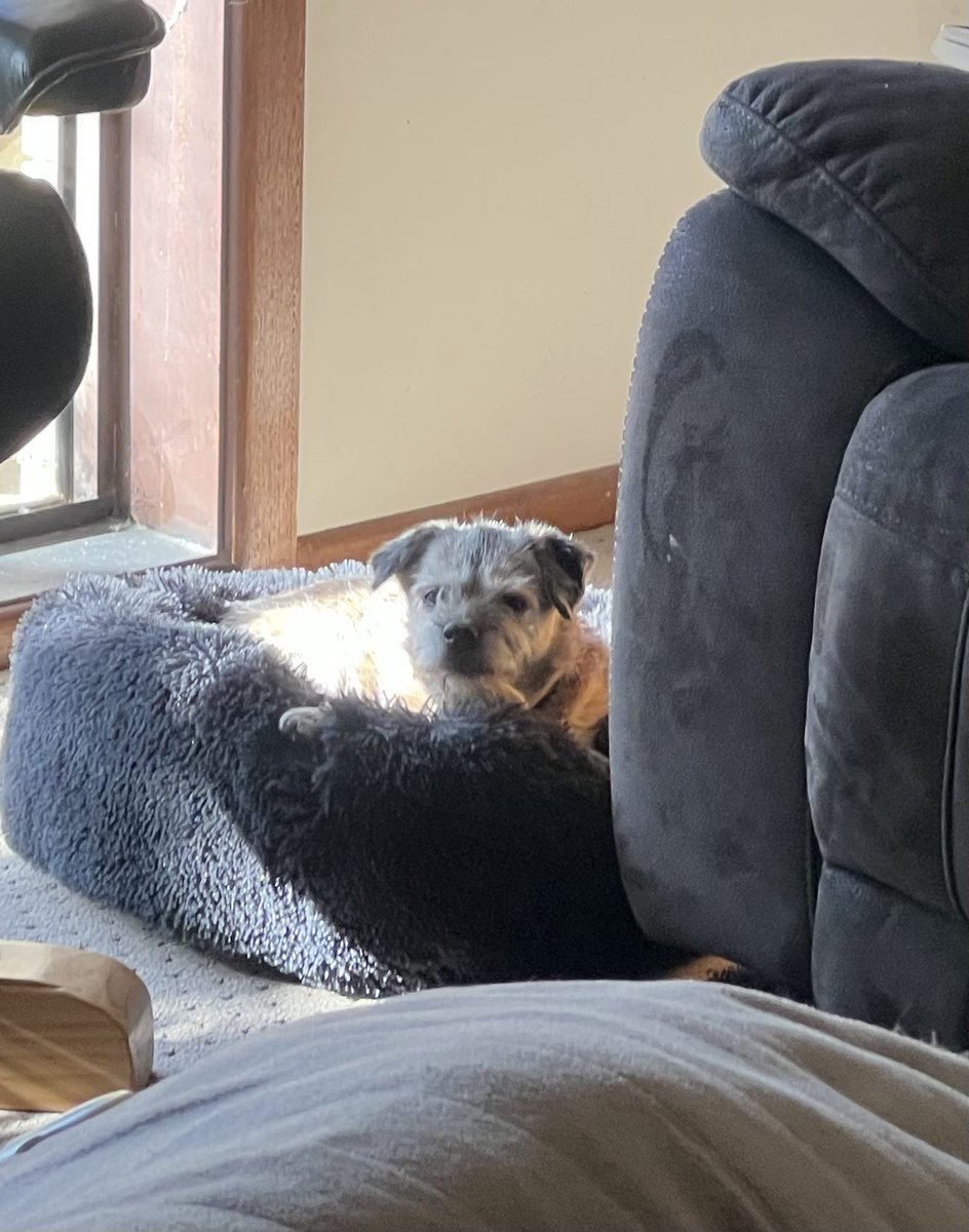 HooDad disappeared during our walk. So I started finding my own way home. Down the middle of the road. Eventually he caught up with me. Seemed a bit grumpy, but he was out of breath, so didn’t say much. Now I can’t sleep, have to keep my eyes on him constantly. #HeCantBeTrusted