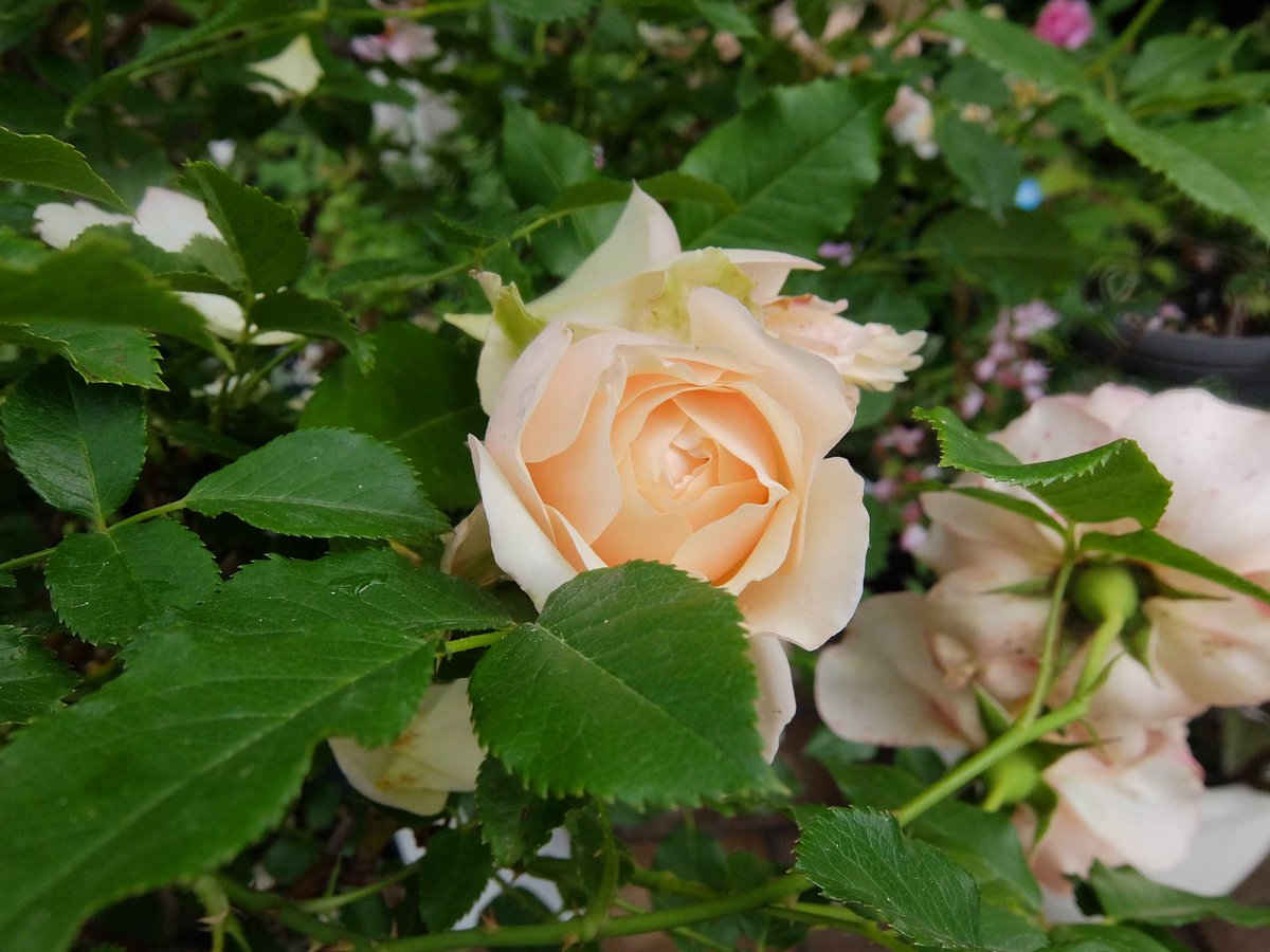 薔薇好きさんとつながりたい