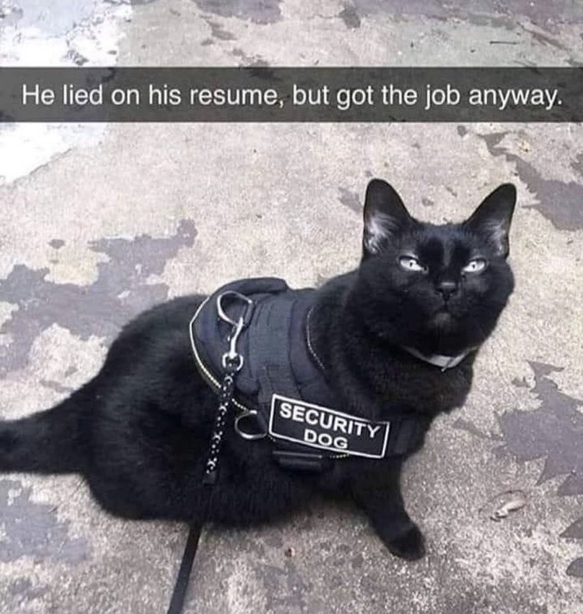 dcd728's tweet photo. Very #cute #faker got the #job #securitykitty We are in good hands. #onpatrol #Sundayfun https://t.co/ozcrlR74eQ