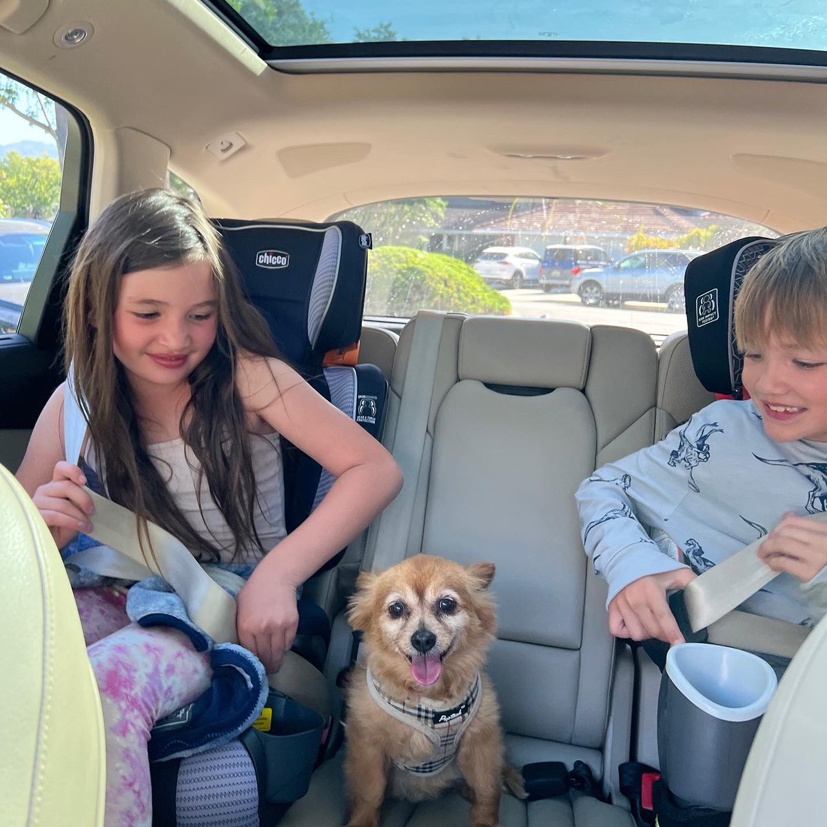 Little Lacy, the senior pup being surrendered to the shelter, now has a new home!!!! Yay! I’m so glad I was able to help intervene!!!