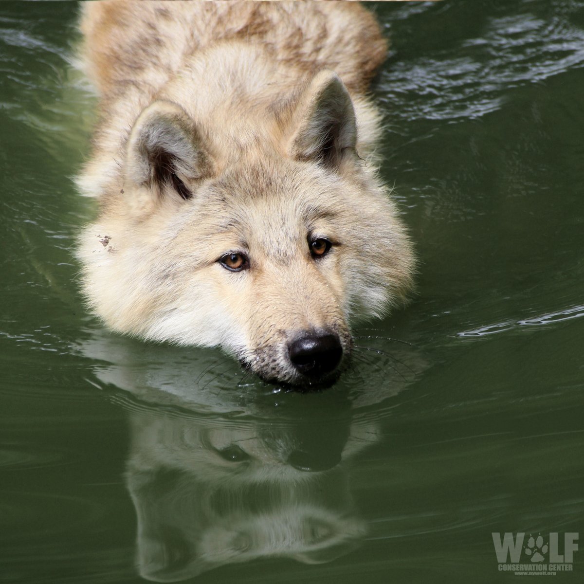 nywolforg's tweet photo. With webbing between their toes, wolves are strong swimmers + can swim far distances in search of food, territory, companionship, + more.

A coastal island wolf in British Columbia was recorded swimming 7.5 miles between islands!

What swim stroke do you suppose wolves use? https://t.co/QpGL1VW4mY
