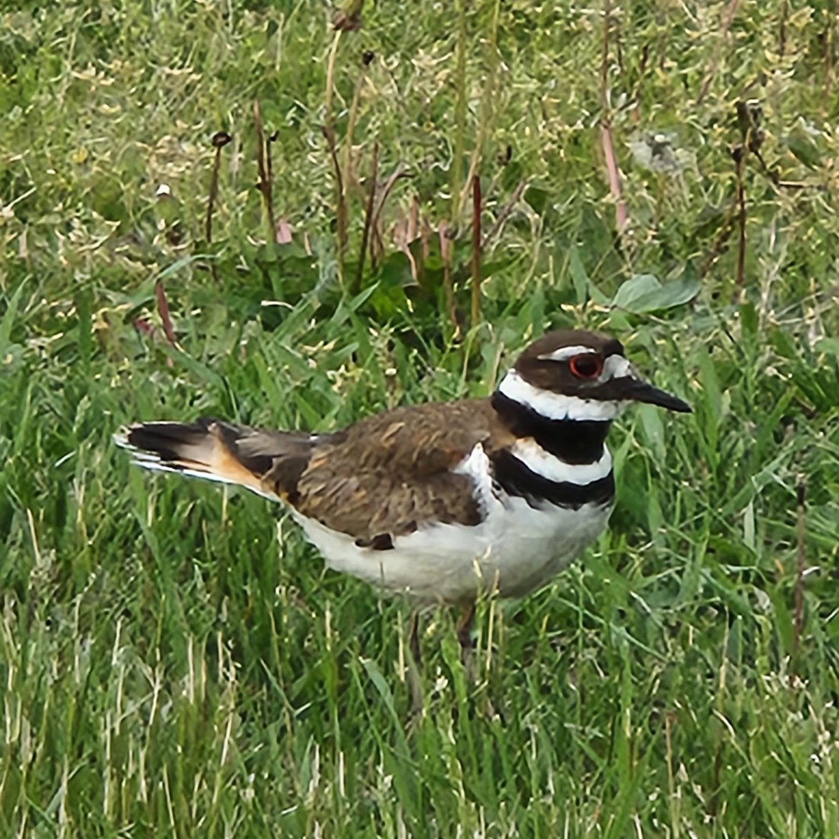 thebirdlesbird's tweet photo. Killdeer
Field by HWMS
5/21/22 https://t.co/7S0b68F77w