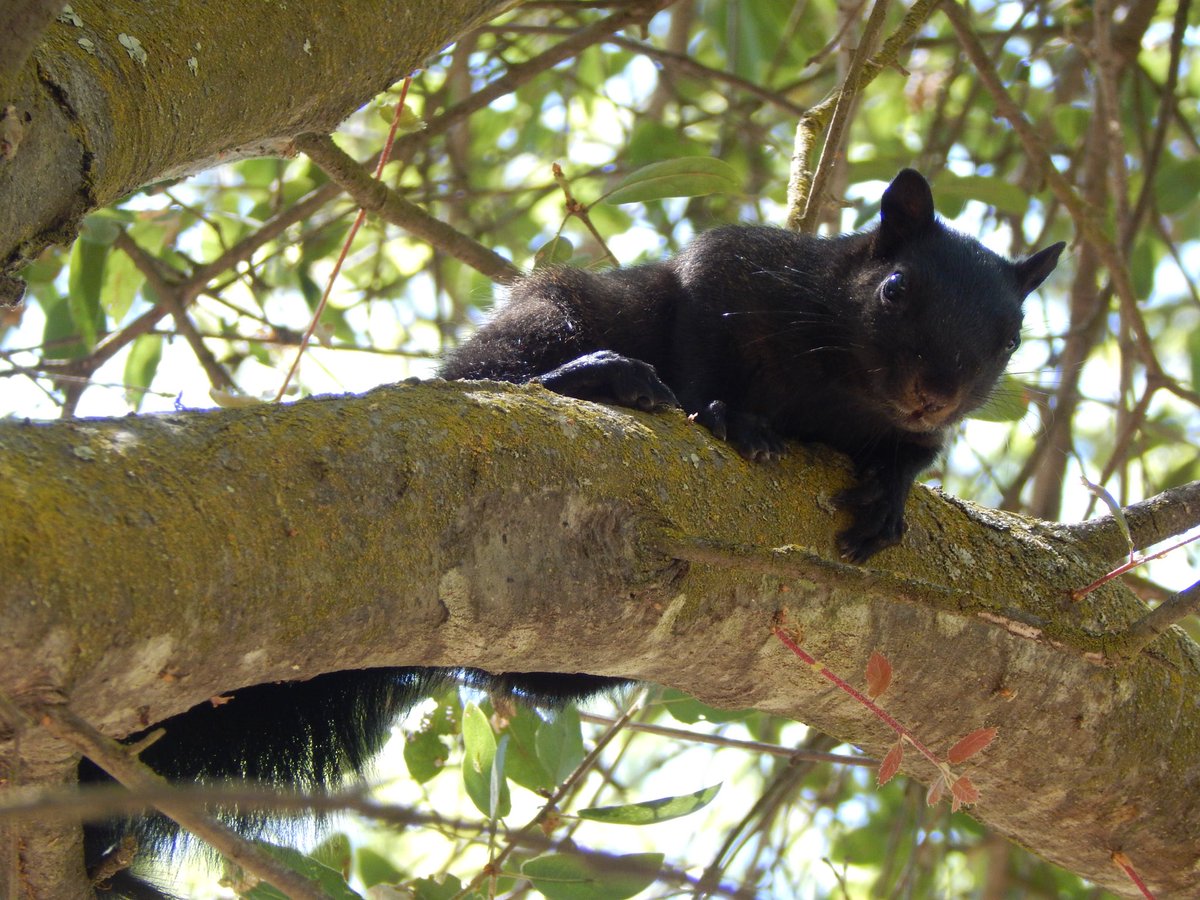 geckbro's tweet photo. Black squirrel https://t.co/BT1FcGYthX