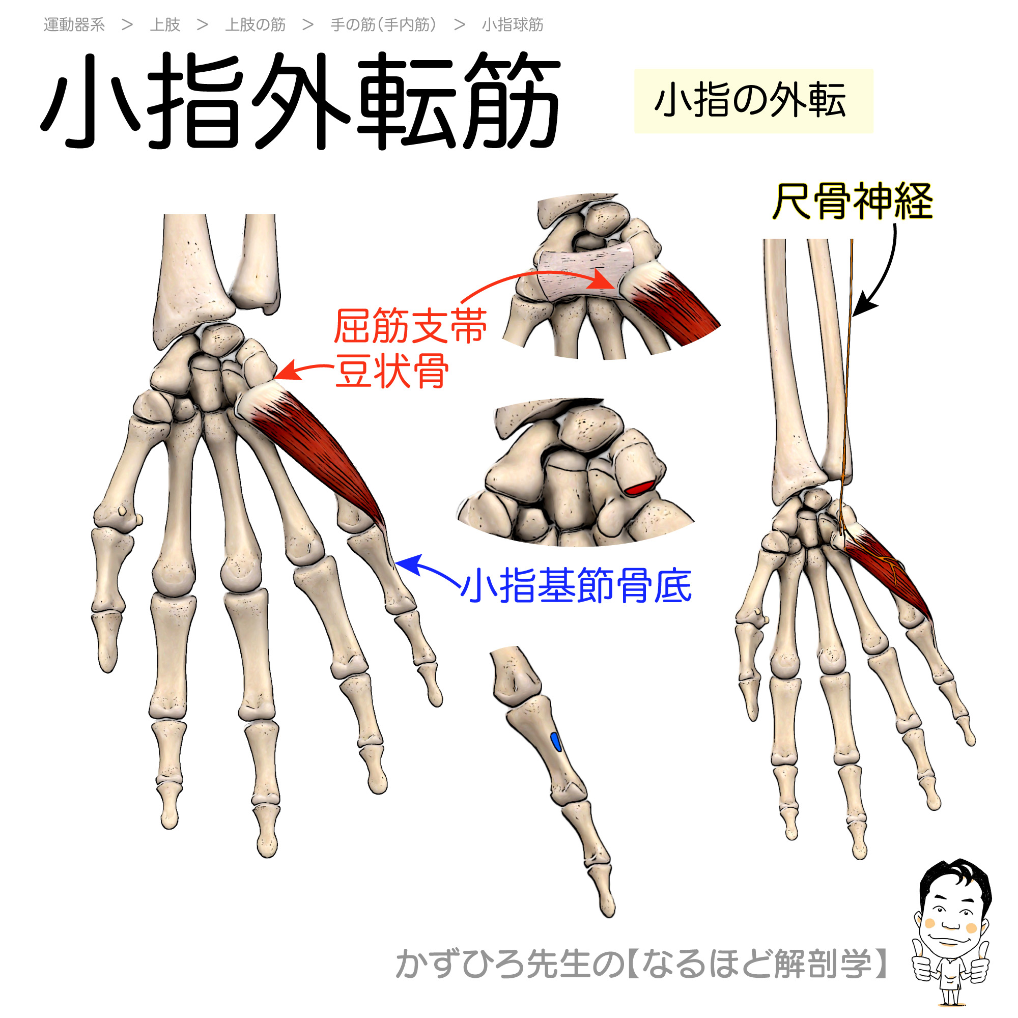 かずひろ先生 なるほど解剖学 Goukakuouenman Twitter