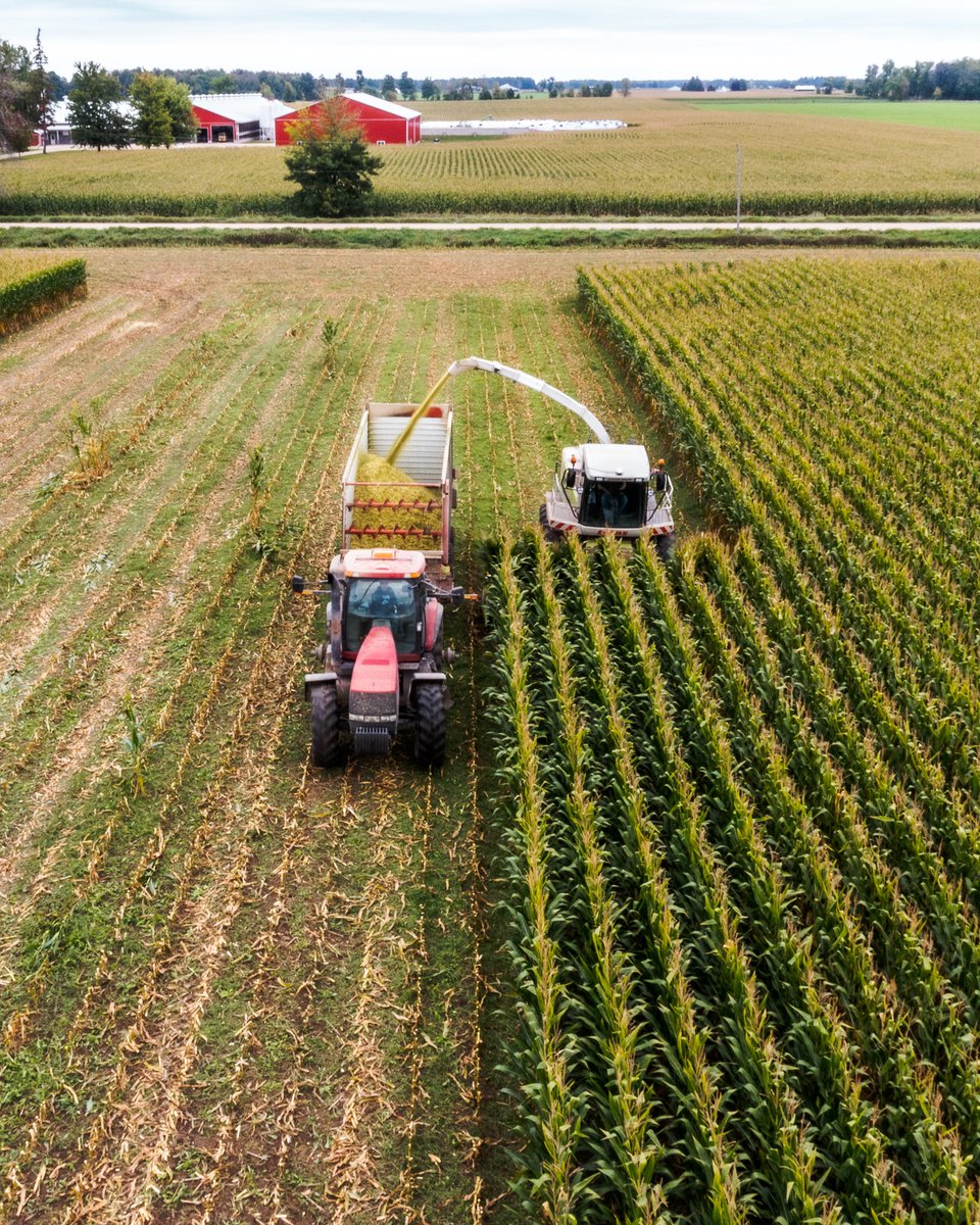 __brmedia's tweet photo. Two Claas Jaguar 850 Choppers hard at work making that Cow Chow 🐮. 

One chopper equipped with a Claas RU450 and the other with a Kemper 4500 rotary corn/silage head.

#cornsilage #ontag #case #claas #jaguar #850 #kemper #choppin 

@Case_IH
@CLAAS_America 
09.12.2021
1/2. https://t.co/HRC3iV3pUJ