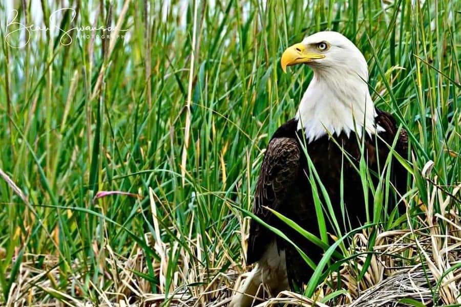 Check out my new collection!!!
American Bald Eagle NFT
opensea.io/assets/ethereu…