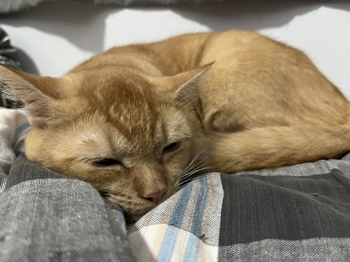 ThirYkr's tweet photo. ฝันดีนะ 🐱 https://t.co/CMPmYiD6EH