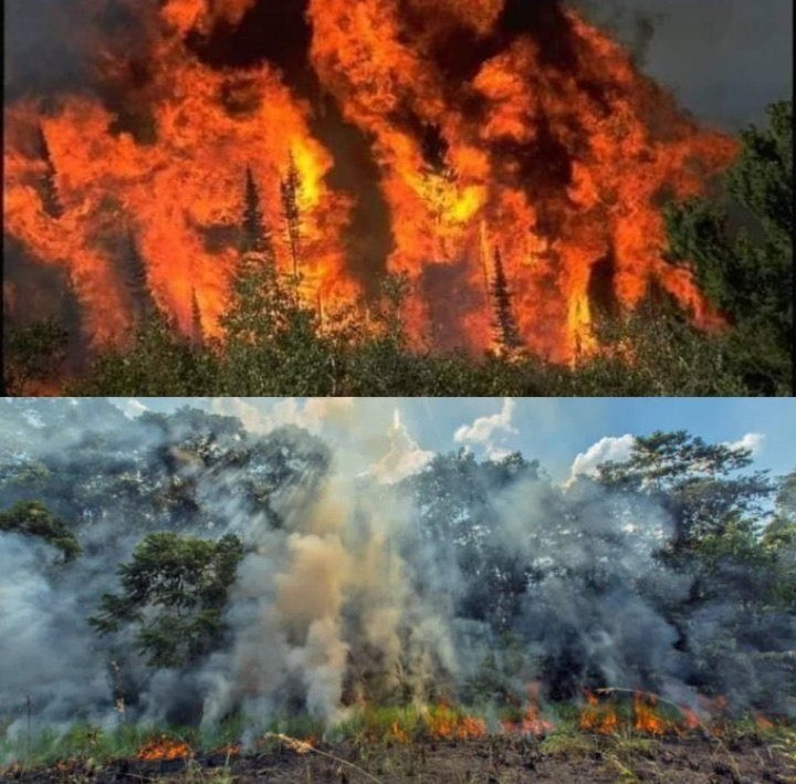 Why did it take 10 days for the PM to take notice of a fire in the world’s largest pine nut forest that has killed 3 people &amp; has damaged the livelihoods of countless others? 

Oh yes, because it’s in Balochistan. #SaveOurBurningForests #SheraniForest