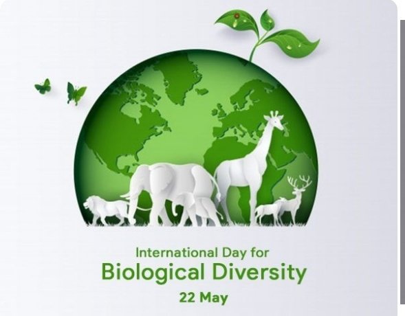 Today is #BiodiversityDay themed "𝙒𝙚'𝙧𝙚 𝙥𝙖𝙧𝙩 𝙤𝙛 𝙩𝙝𝙚 𝙨𝙤𝙡𝙪𝙩𝙞𝙤𝙣”, slogan: “𝘽𝙪𝙞𝙡𝙙𝙞𝙣𝙜 𝙖 𝙨𝙝𝙖𝙧𝙚𝙙 𝙛𝙪𝙩𝙪𝙧𝙚 𝙛𝙤𝙧 𝙖𝙡𝙡 𝙡𝙞𝙛𝙚” which highlights our role in protecting biodiversity. Share with us how you are celebrating #BiodiversityDay2022