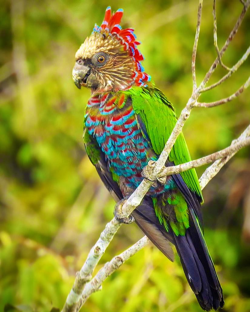 It’s so beautiful❗️🦜🌳🍂💚♥️💛
Credits: 📸 my_little_sensor ➰ IG