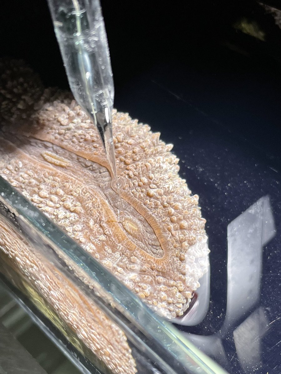 EmilyYeager9's tweet image. Sometimes it’s best to just leave an experiment overnight and see what happens. 👀 #microsensor2022