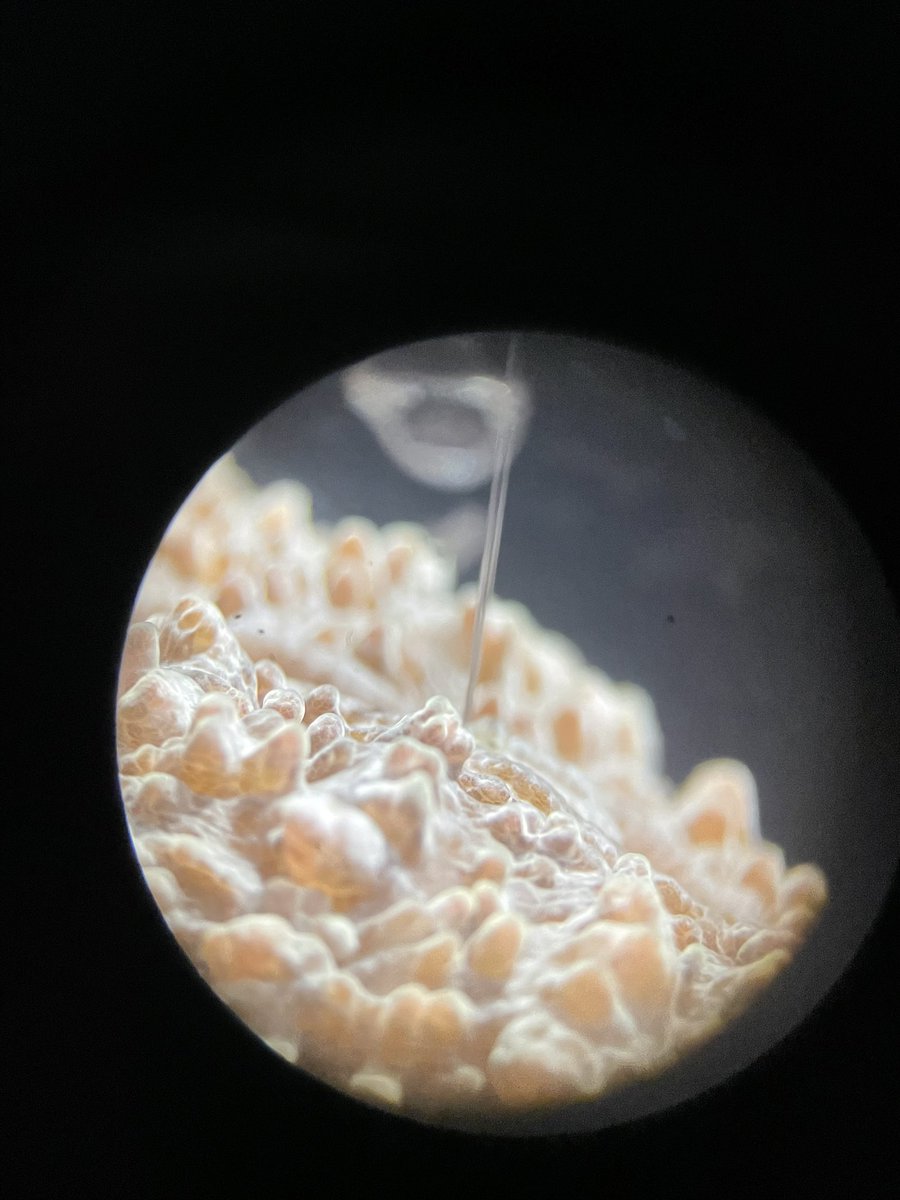 EmilyYeager9's tweet image. Sometimes it’s best to just leave an experiment overnight and see what happens. 👀 #microsensor2022
