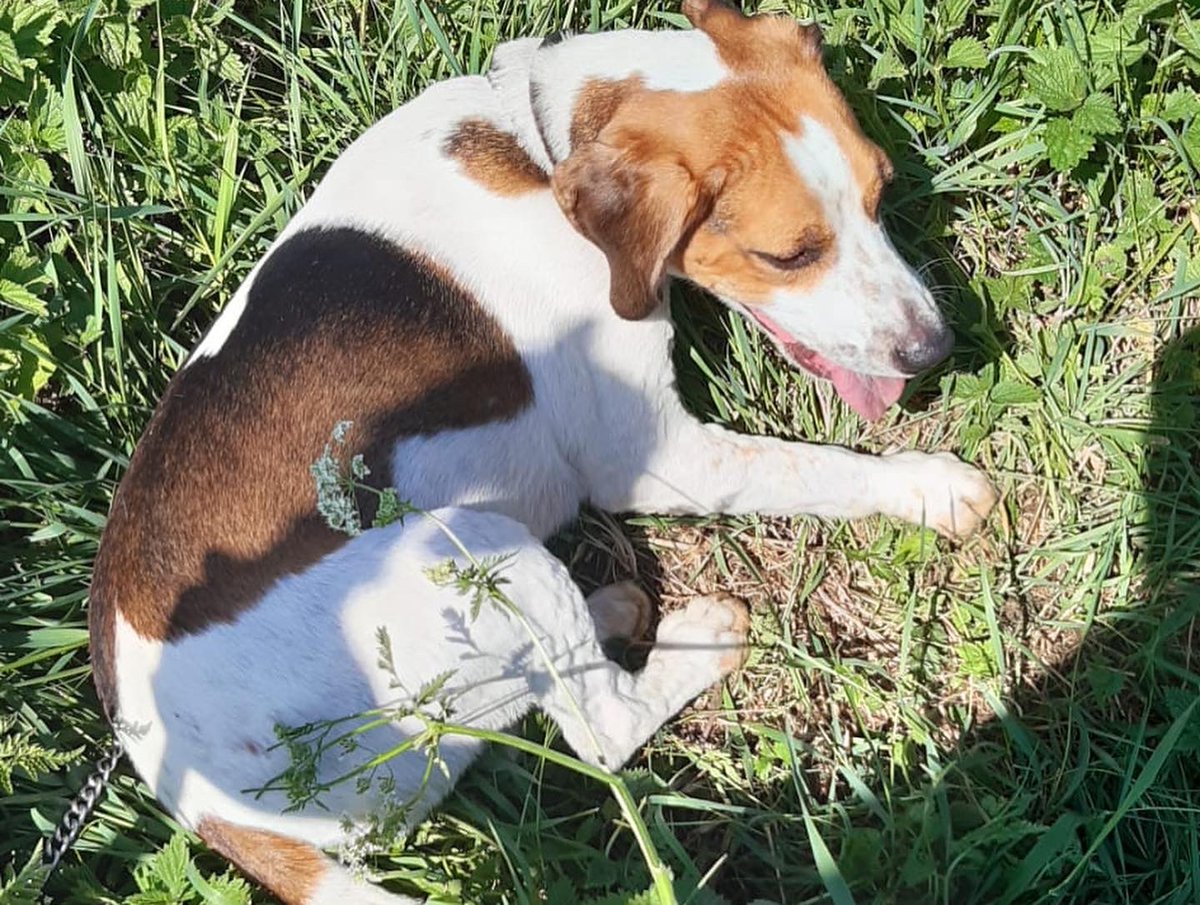ECMH_Official's tweet photo. Sun’s out, gun’s out!

First day of the season back on the river: drank some champagne, devoured some smoked salmon, saw a Spitfire &amp; Hurricane, went hunting, killed a mink, went to the pub. 

Does life get any better then this?

#MinkHunting #Minkhounds

https://t.co/LMJuPfLIlS https://t.co/UIAv9DEnUr