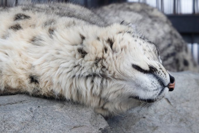 みなさーん！ユキヒョウのアゴ裏、足りてますかーーーーー？(2022年3月27日 #旭山動物園) #ユキヒョウ #ユーリ 