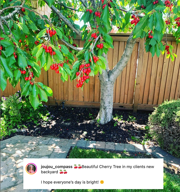 #cherrytree #eastbayluxury