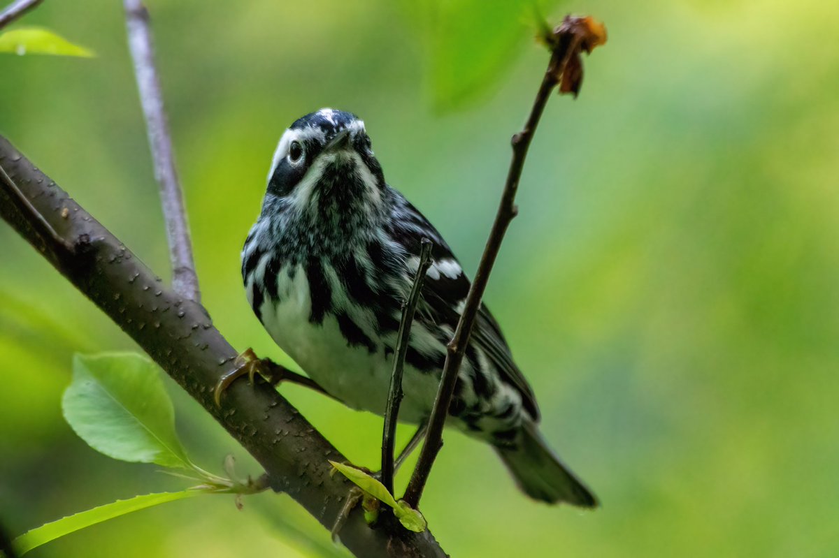 mitoGFP's tweet photo. Black and white warbler, Northern Parula, Black throated Blue and Swainsonโs Thrush @CentralPark_NYC Saturday walk with @BirdingBobNYC #birdcpp #BirdsSeenIn2022 #birdwatching #birding #BirdTwitter #urbanbirding #springbirding @inaturalist #BirdsofNYC #springmigrants #Warbler https://t.co/Wfw9pVdCC8