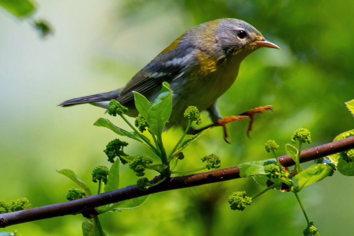 mitoGFP's tweet photo. Black and white warbler, Northern Parula, Black throated Blue and Swainsonโs Thrush @CentralPark_NYC Saturday walk with @BirdingBobNYC #birdcpp #BirdsSeenIn2022 #birdwatching #birding #BirdTwitter #urbanbirding #springbirding @inaturalist #BirdsofNYC #springmigrants #Warbler https://t.co/Wfw9pVdCC8